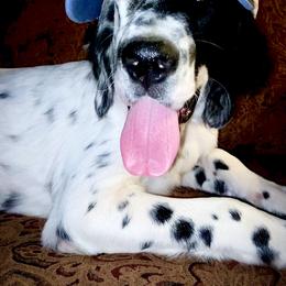 English Setter Puppies from Steens Mountain Setters