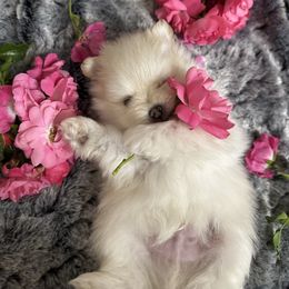 Sugar - Cream parti male Pomeranian puppy in Scio, Oregon from Mac Daddy Poms