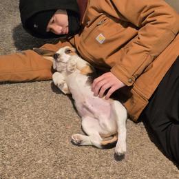Pongo - Blue tan and white male Beagle puppy in Greenwood, Missouri from Nukee Beagles and Corgis