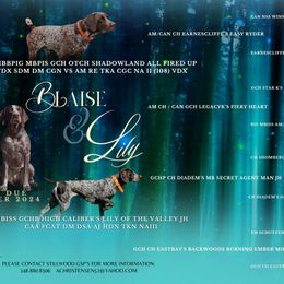 German Shorthaired Pointer Puppies from Stillwood German Shorthaired Pointers