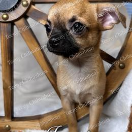 IssaBO - Black sabled fawn female Chihuahua puppy in Rocky Mount, Virginia from Teeny Chihuahuas