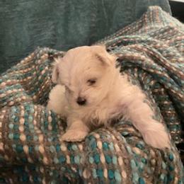 Maltese Puppies from Patti Trent