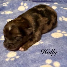 Holly - Red sable female Pomeranian puppy in Eden, North Carolina from Whippoorwill Pomeranians