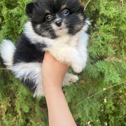 Boy 5 - Tri-colored Pomeranian puppy in Muskogee, Oklahoma from Wonderlust Pomeranians