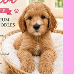 Kiwi: Light Pink Collar - Apricot female Goldendoodle puppy in Raceland, Louisiana from Cajun Doodles
