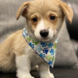 Buddy - Fawn male Pembroke Welsh Corgi puppy in Urbana, Ohio from Edgewood Farm and Kennel