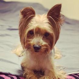 Mellona Dior  - Yorkshire Terrier