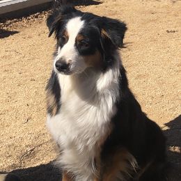Ellie - Australian Shepherd