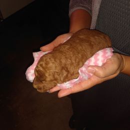 Lola - Red  female Poodle puppy in Millersburg, Ohio from My Furry Friends