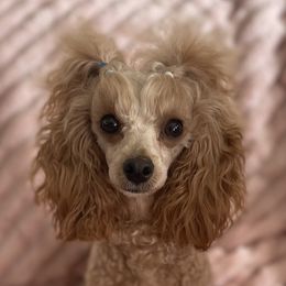 Maltese, Maltipoos, and Poodles from Toy Poodles And Maltese Of Florida