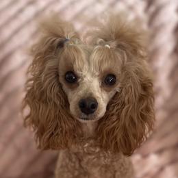 Maltese, Maltipoos, and Poodles from Toy Poodles And Maltese Of Florida