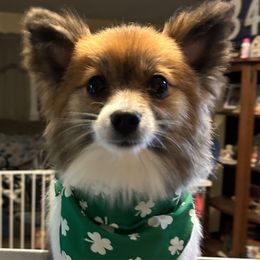 Eve - Pomeranian