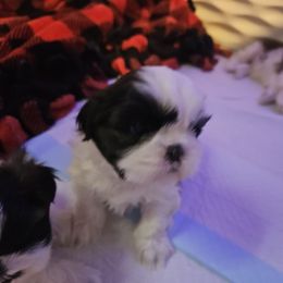 Girl 1 - Brindle female Shih Tzu puppy in Little Falls, Minnesota from Tough Shih