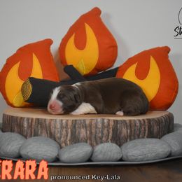 Australian Shepherd Puppies from Starlit Grove Australian Shepherds