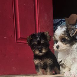 Yorkshire Terriers from Pretty pressure puppies