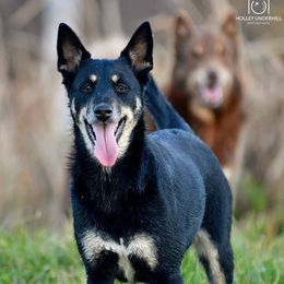 Jaana - Lapponian Herder