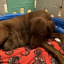 Remi - Labrador Retriever