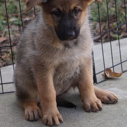 German Shepherd Puppies from West Haus Shepherds