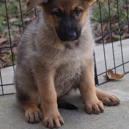 German Shepherd Puppies from West Haus Shepherds