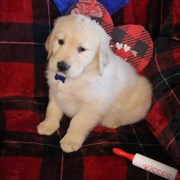 Bernese Mountain Dog and Golden Retriever Puppies from Colson Kennels