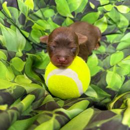Buttercup - Chocolate, tan and white male Yorkshire Terrier puppy in Illinois from Pretty Little Yorkies