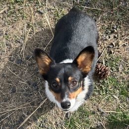 Sharkie - Pembroke Welsh Corgi