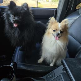 Pomeranian Puppies from Mary's Pomeranians