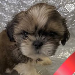 Elnora - Red and white female Shih Tzu puppy in Corpus Christi, Texas from Pam Crump Shih Tzu