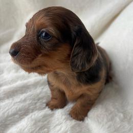 Piper - Dapple female Dachshund puppy in Humphreys, Missouri from Foster’s Dachshunds