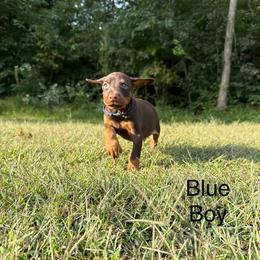 Blue Boy - Red and rust male Doberman Pinscher puppy in Knox, Indiana from Double River Dobermans