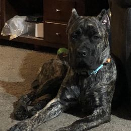Cane Corso and French Bulldogs from Perry’s Cane Corso and French bulldogs