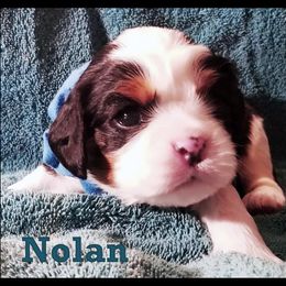 Cavalier King Charles Spaniel Puppies from Classic Cavalier Puppies