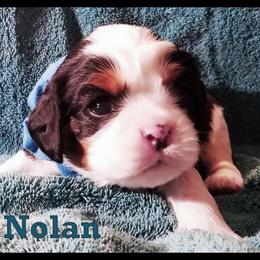 Cavalier King Charles Spaniel Puppies from Classic Cavalier Puppies