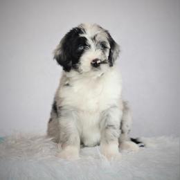 Aussiedoodle Puppies from Wilson Cattle Co.