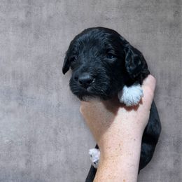 Socks - Black and white male Aussiedoodle puppy in Clarkston, Washington from Aussiedoodle palace