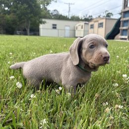 Jean Luc - Fawn (isabella) and tan Dachshund puppy in Lafayette, Louisiana from Andrepont Dachshunds