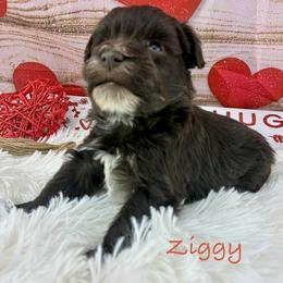 Ziggy - Liver male Miniature Schnauzer puppy in Sylvania, Georgia from Southern Sky Miniature Schnauzers