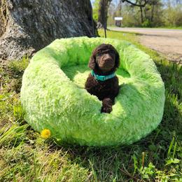 Poodle Puppies from Wanderlust Poodles