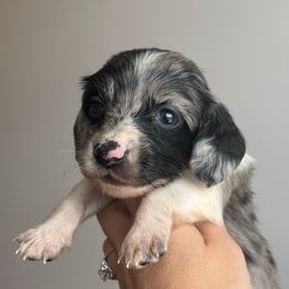 Boy 3 - Piebald female Dachshund puppy in Allenhurst, Georgia from B’s Dapper Dachshunds
