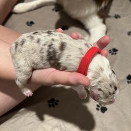 Australian Shepherd Puppies from Ruff & Tumble Australian Shepherds