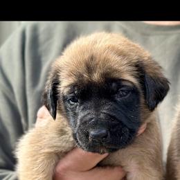 Irma - Fawn female Mastiff puppy in Wewoka, Oklahoma from P Diamond Mastiffs