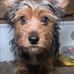 Charlie - Black and tan male Yorkshire Terrier puppy in Conyers, Georgia from Furrever Puppy Co.