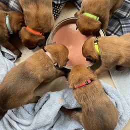 Belgian Malinois Puppies from Pyrex Kennels