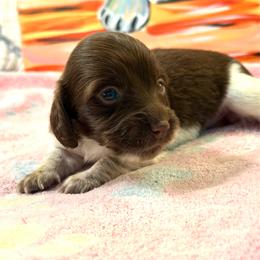 Zara - Piebald female Dachshund puppy in Hensley, Arkansas from The Dachshund Barn