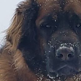 Dachshunds and Leonbergers from Enchanted Desert