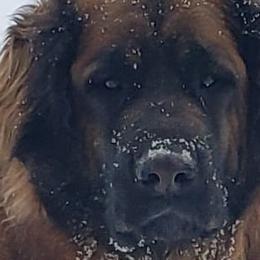 Dachshunds and Leonbergers from Enchanted Desert
