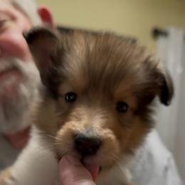 Hot pink collar female - Sable and white female Collie puppy in Lonoke, Arkansas from Colley Collies