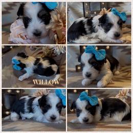 Willow - AKC - Black and white female Havanese puppy in Verden, Oklahoma from Holcombs Puppy Ranch