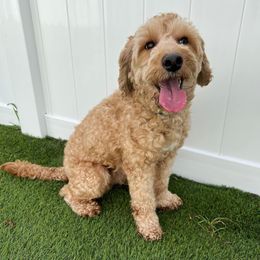 Cooper - Goldendoodle