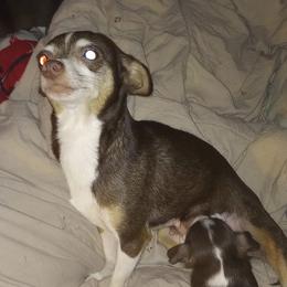 Brown brown - Chihuahua